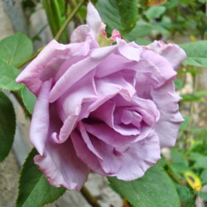 Сиренева шток-роза для варенья